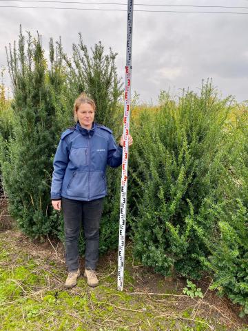 Taxus x media 'Strait Hedge'